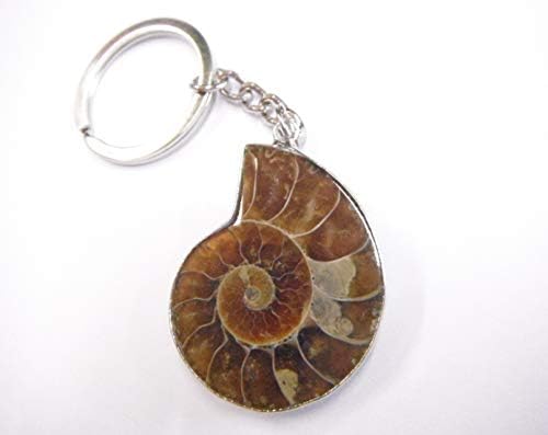 Sportslight Polished Ammonite Fossil Keyring Gift Boxed