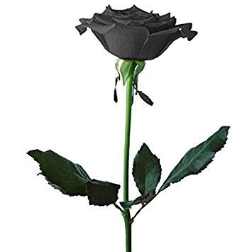 100 PCS Black Rose Seeds Rare Amazingly Beautiful Black Rose Flower