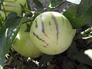 Gtech Garden Rare Solanum muricatum (Pepino) Live Plant (1 Seedling Plant)