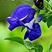 Instant Organic Butterfly Pea Powder 30 grams.