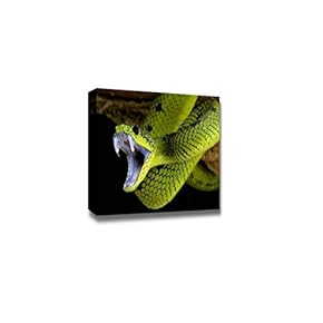 Canvas Prints Wall Art - Snap Shot of a Snake Ready to Attack | Modern Wall Decor/Home Art Stretched Gallery Canvas Wrap Giclee Print & Ready to Hang - 12" x 18"
