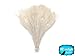 5 Pieces - Ivory Bleached Peacock Tail Eye Feathers 10-12