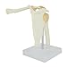 Anatomy Model of Human Shoulder Joint Bones - Anatomical Joint Models for Teaching Life Size - with Rotator Cuff Shoulder
