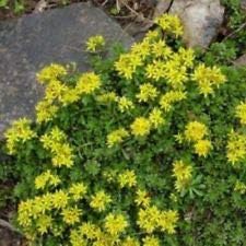 Sedum WEIHENSTEPHANER Gold Yellow Drought Tolerant 2" Pot = 1 Live Potted Plant