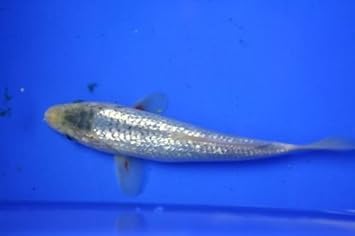 Amazon 高級錦鯉 光白浅葱 19センチ O 金魚 錦鯉 熱帯魚 生体 Pez 観賞魚 水中生物 通販