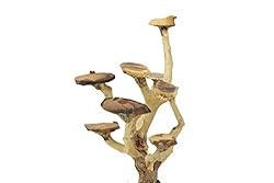 Bonsai Driftwood Aquarium Tree AWM Random Pick