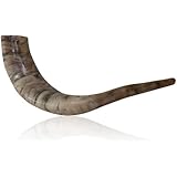 Polished Ram Horn Shofar with Wide Bend and Natural Colors