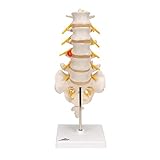 3B Scientific Lumbar Spinal Column with