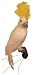 White Feathered Display Cockatoo Bird with Vibrant Yellow Head Feathers