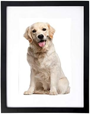 golden retriever picture frame