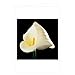 Mapplethorpe Flowers;Notecard Boxes