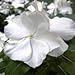 (AVI)~"PACIFICA WHITE" VINCA~Seeds!!!~~~~~~Pristine Periwinkle!