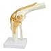 Knee Model - Functional Knee Joint Model, Life Size Anatomical Knee with Functional Ligaments