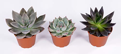 1 Seville+Farms+SUC008+Succulent+Plant