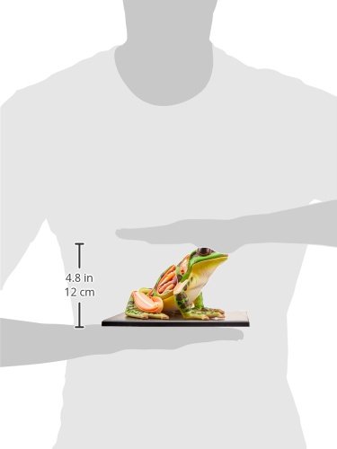 4D Vision Frog Anatomy Model