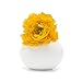 Chive - Set of 6 JoJo Small Oval Ceramic Flower Vase, Decorative Modern Floral Vase for Home Decor Living Room Centerpieces and Events, Cute Bud Vase (White)