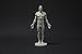 Male Anatomy Figure Collection: Planar, Ecorche and Skin - Anatomical Reference for Artists