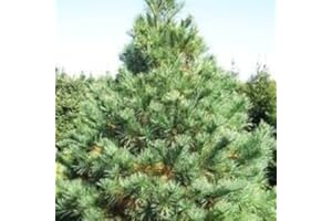 White Pine Tree Seeds (15 Seeds) Pinus strobus, Hardy Canadian Grown Native Tree