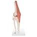 3B Scientific A82/1 Deluxe Functional Knee Joint - 3B Smart Anatomy
