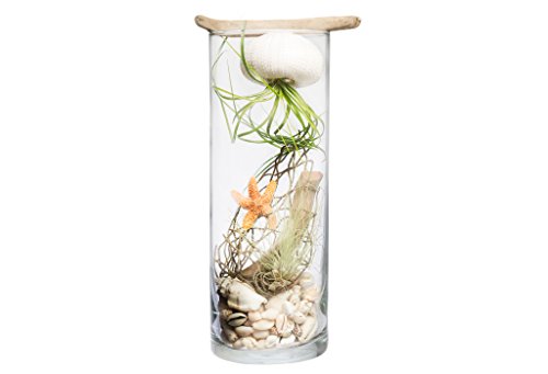 Hinterland Trading Shipwreck Air Plant Jellyfish Terrarium Hinterland Trading Shipwreck Air Plant Jellyfish Terrarium