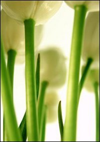 Becoming, Being, Passing by 