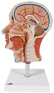 AWW C14 Half Head with Musculature with Musculature Median Section