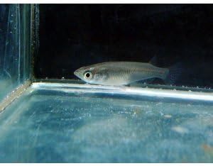 Amazon クロメダカ 日本メダカ 90匹プラスおまけ15匹 計105匹 生体 名生園 こだわりの生体をお届けします 名生園 観賞魚 水中生物 通販