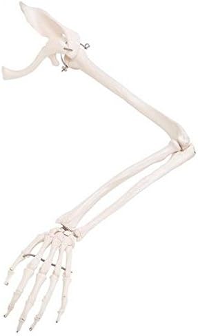 Anatomical Innovations 1400 Arm Skeleton Model w/ Scapula and Clavicle, left
