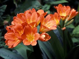 Kaffir Lily Original Clivia Seeds bush lily, fire lily St. John's fire,10 Seeds