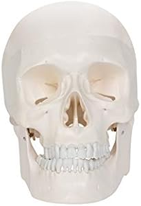 6.2" Human Anatomical Skull Model with Removable Skull Cap - Free