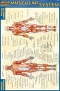 Download Muscular System (Quickstudy)