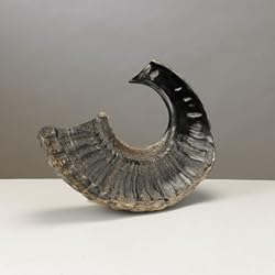 Rite Lite SH-D Natural Finish Shofar - 11