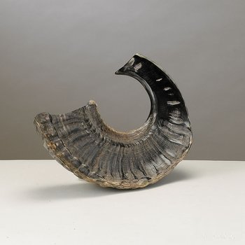 Rite Lite SH-D Natural Finish Shofar - 11