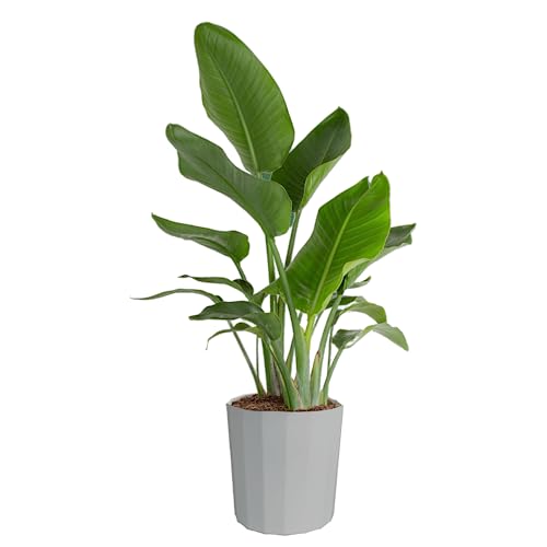 Costa Farms White Bird of Paradise, Live Indoor Plant Potted in Indoors
