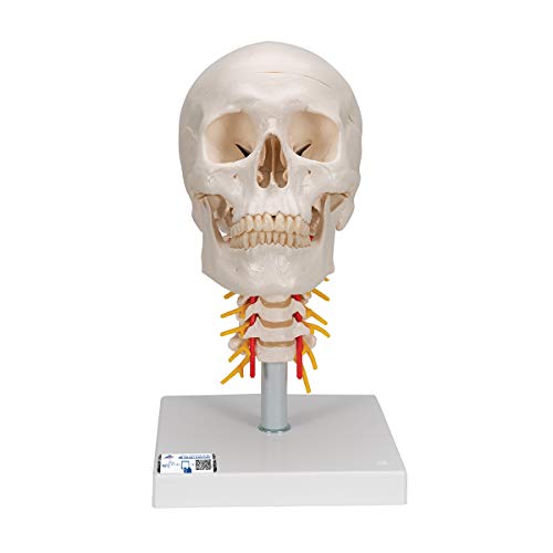 3B Scientific A20/1 Human Anatomy - Human Skull Model on Cervical Spine with Magnetic Connections, 4 Part + free anatomy software - 3B Smart Anatomy