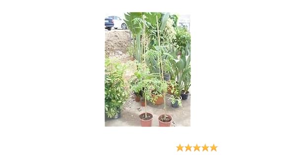 2x Moringa oleifera, 2 plantas/arboles, arbol de la vida: Amazon ...