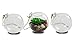 NeutralPure ECO Hanging Glass Plant Terrarium (3 Pcs)