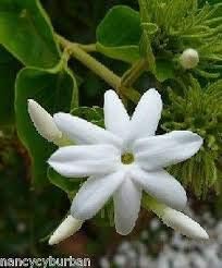 MAPPLEGREEN Hot Sale!100 Pcs Gardenia Plant (Cape Jasmine)-DIY Home Garden Potted Bonsai, Amazing Smell & Beautiful Flowers for Room,#3Y0YW