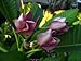 Plumeria Frangipani purple 5 seeds!amazing colors!