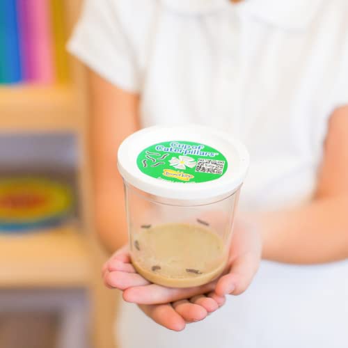 Two Cups of Caterpillars - Life Science & STEM Education - Butterfly Kit Refill – Painted Lady Butterflies – Includes Two Chrysalis Holding Logs Instructions - Butterfly Lifecycle Observation