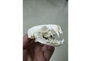 BRANDLESS weasel Skull Taxidermy supplies art bone vet medicine 1:1