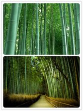 Creative Farmer Calcutta Bamboo Ornamental Plants Seeds Bamboo Seeds Garden Pack
