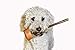 Bully Stick Holder for Dogs - Medium Size - Interactive Dog Toy, Dog Treat Holder, Slow Feeder, Treat Dispenser, Chew Toy and Dog Safety Device