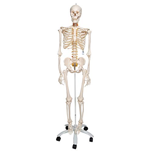 3B Scientific Human Anatomy Skeleton Model Fred - Flexible, On Pelvis Mounted Rolling Stand A15 + free anatomy software - 3B Smart Anatomy