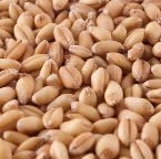 Wheat Berries Organic Hard White Spring 25 lbs.
