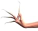 Rare Asian Thai Art Original Accessories 8 Brass Women Finger Nail Costume Claws from Thailand