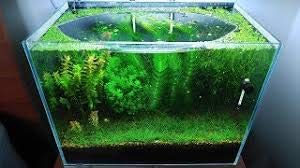 Buy Parko Home Decoration Turtle Aquarium Tank Beautiful Fashion
