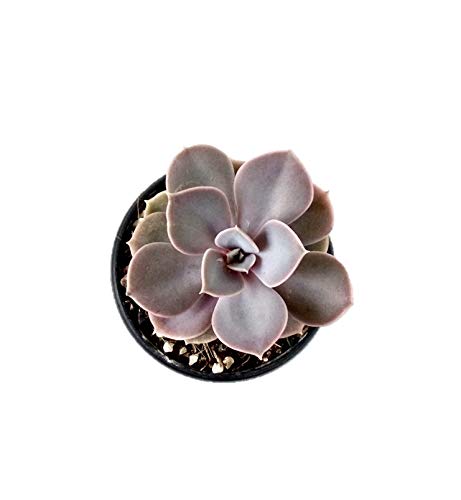 Root Bridges Echeveria Pearl Succulent (Pot Included)