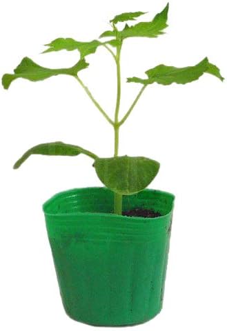 Amazon 中長ゴーヤ接木苗 野菜