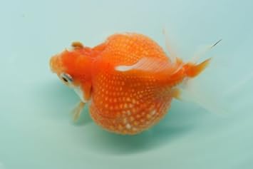 Amazon 国産金魚 人気種 ピンポンパール 1匹 全長約3 4cm 生体0626 1 なまず園 観賞魚 水中生物 通販 Amazon 国産金魚 人気種 ピンポンパール 1匹 全長約3 4cm 生体0626 1 なまず園 観賞魚 水中生物 通販